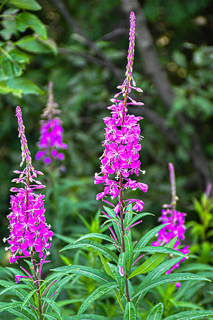 Fireweed